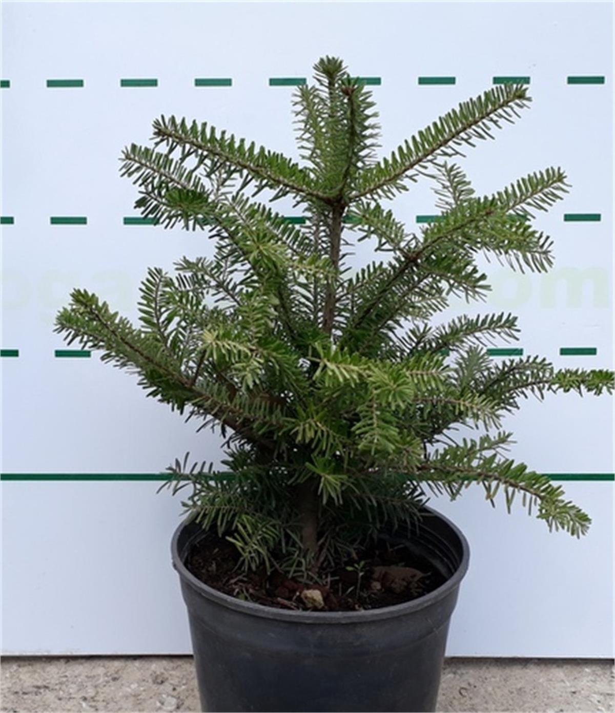 Abies koreana Kore Göknarı fidanı