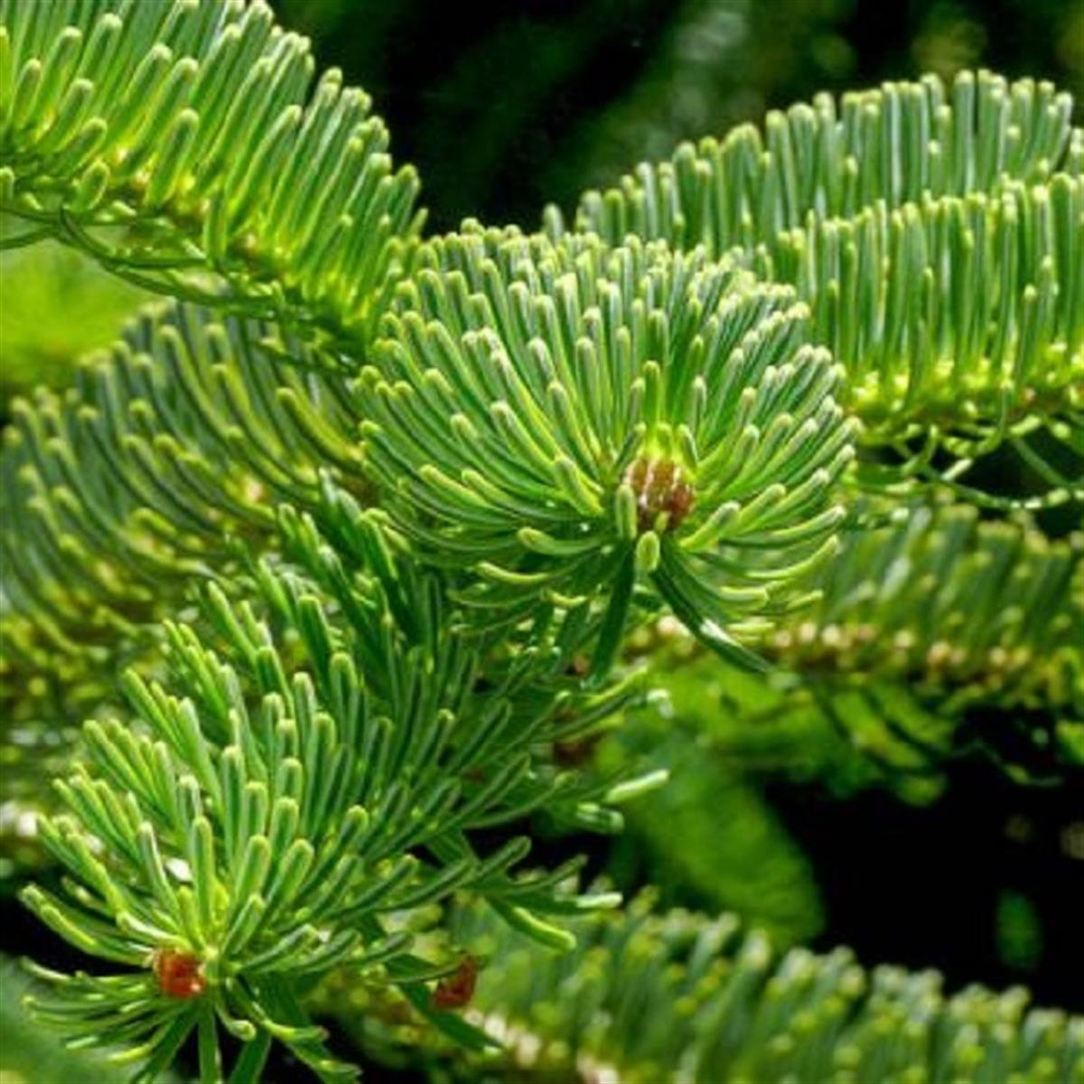 Abies nordmanniana Doğu Karadeniz Göknar fidanı