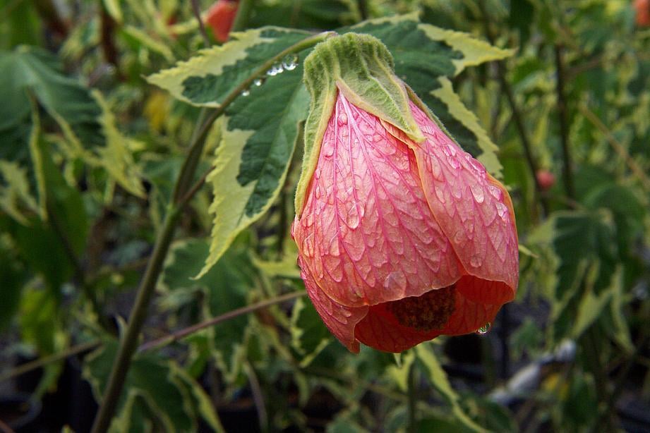Abutilon x Souvenir de Bonn Ağaç Küpelisi Fidanı