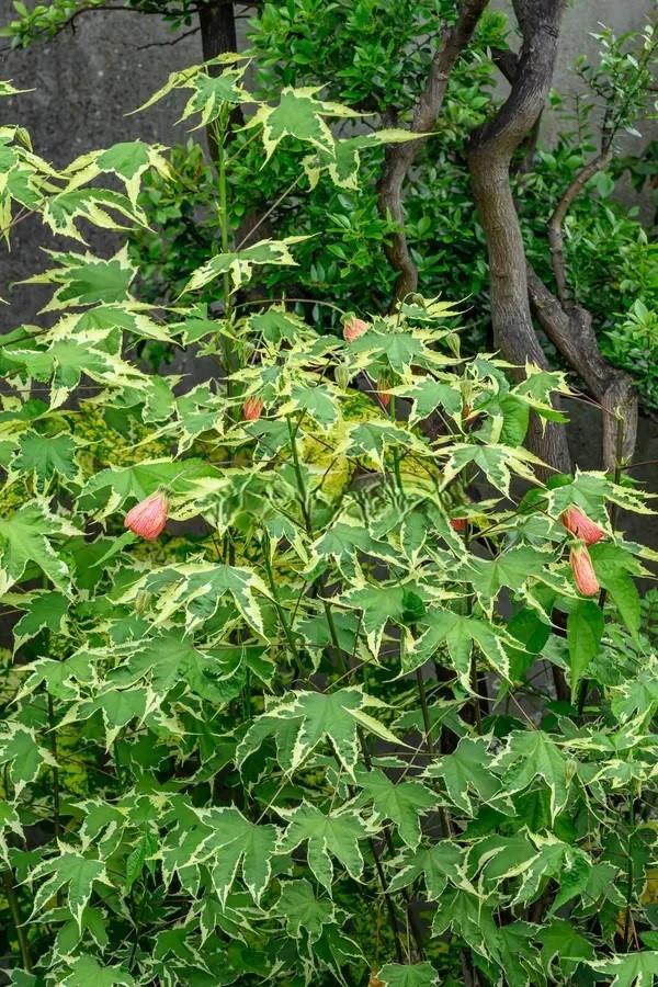 Abutilon x Souvenir de Bonn Ağaç Küpelisi Fidanı