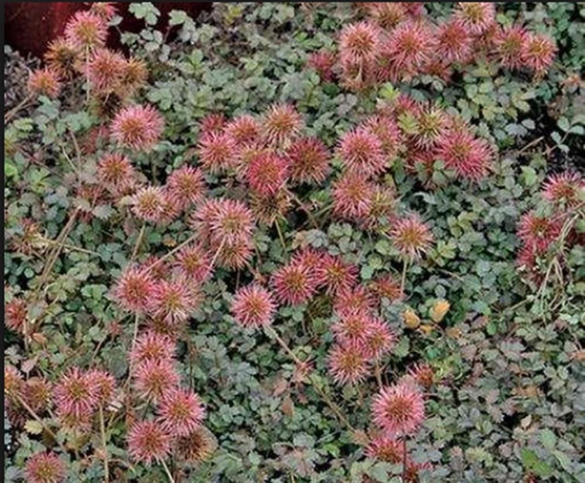 Acaena microphylla Yeni Zelanda Koyun çapak fidesi
