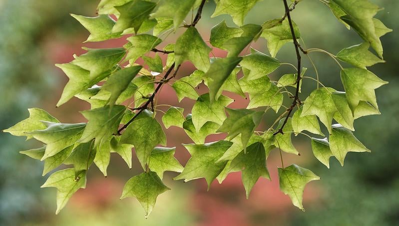 Acer buergerianum Üç Dişli Akçaağaç fidanı