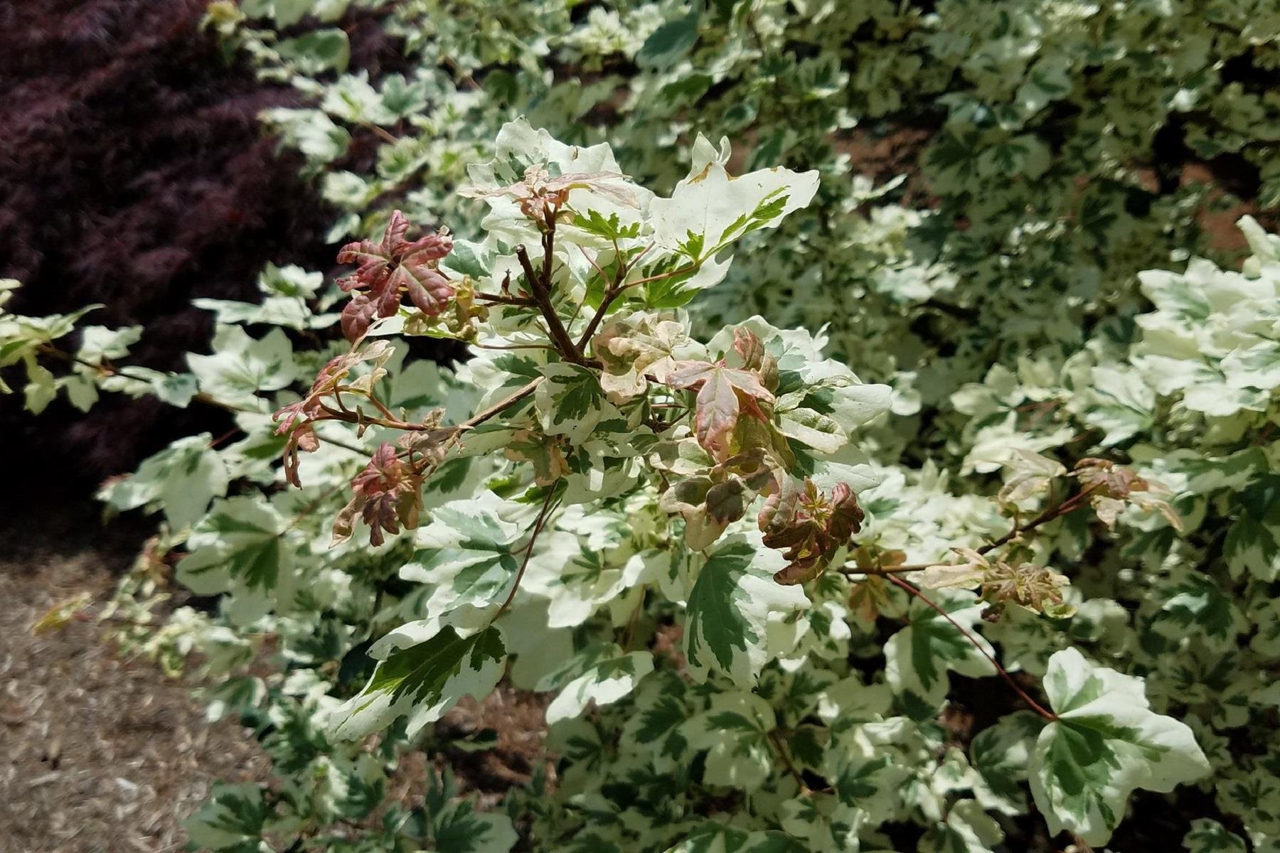 Acer campestre Carnival Alacalı Ova Akçaağaç fidan