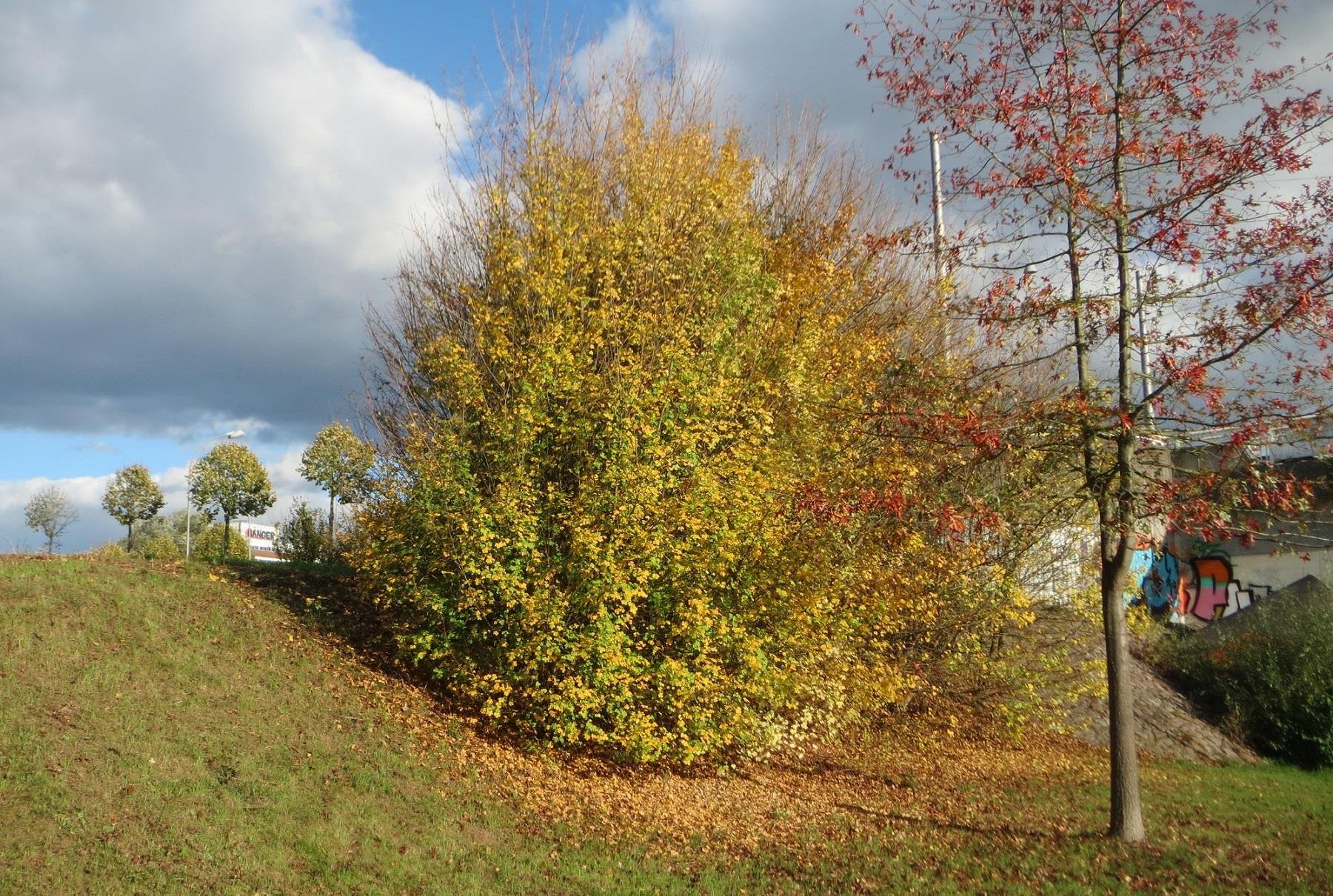 Acer campestre Ova Akçaağacı fidanı