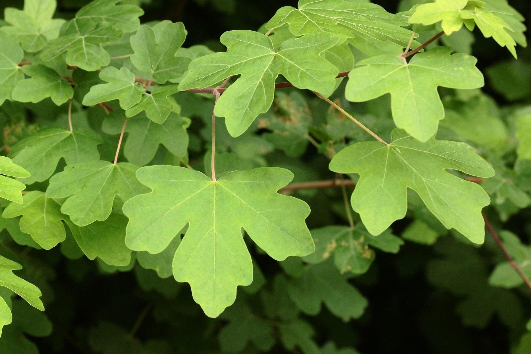 Acer campestre Ova Akçaağacı fidanı