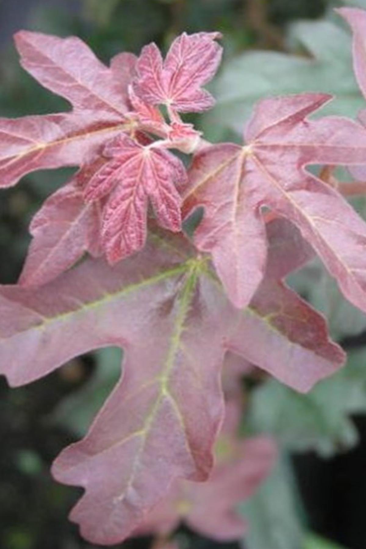 Acer campestre Red shine akçaağaç fidanı