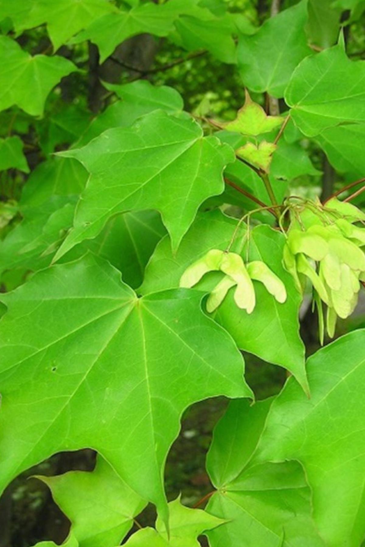 Acer cappadocicum fidanı Beş parmak akçaağacı fidanı