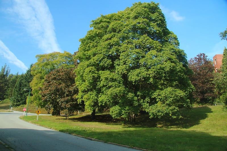 Acer cappadocicum fidanı Beş parmak akçaağacı fidanı