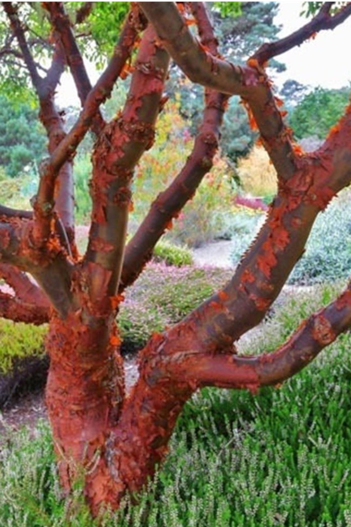 Acer griseum Kağıt kabuklu akçaağaç fidanı