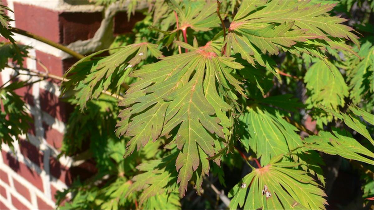 Acer japonicum Aconitifolium Japon akçaağaç fidanı