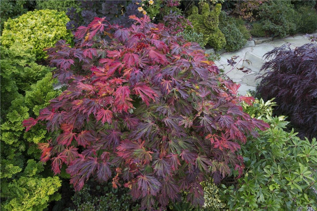 Acer japonicum Aconitifolium Japon akçaağaç fidanı