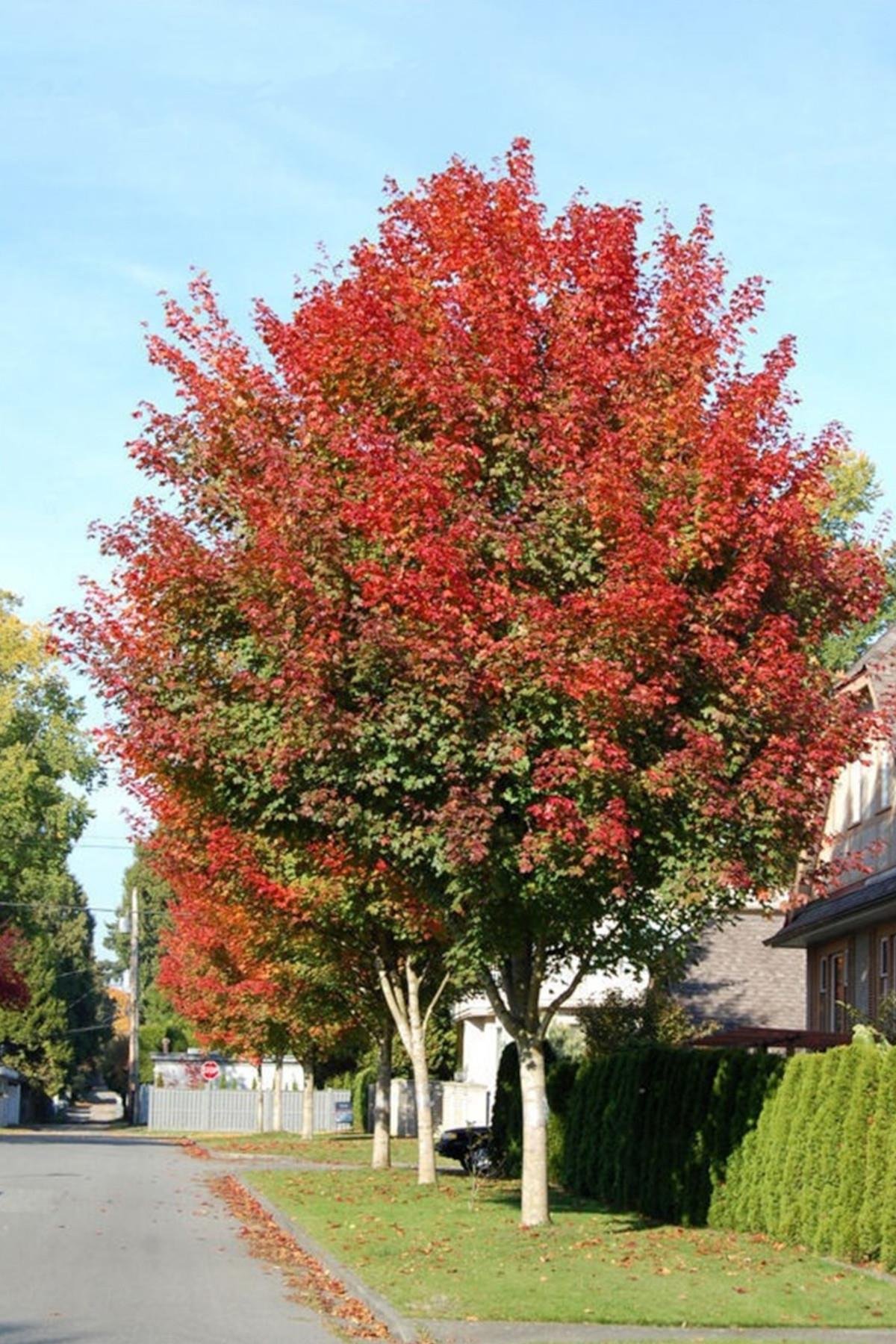 Acer Norwegian sunset keithsform akçaağaç fidanı