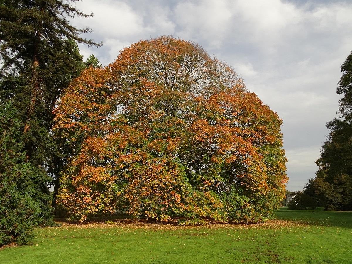 Acer opalus İtalyan akçaağaç fidanı