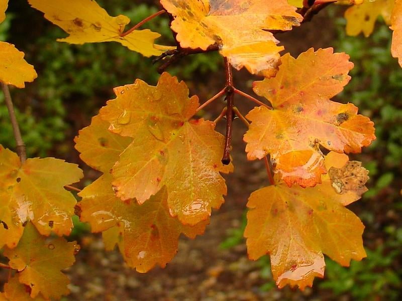 Acer opalus İtalyan akçaağaç fidanı