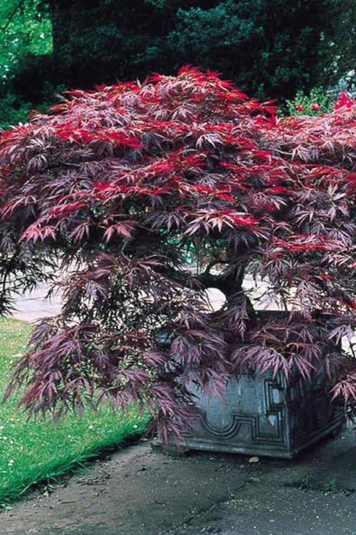 Acer palm. Dissectum Garnet Sarkık Dallı Kırmızı Akçaağaç fidanı