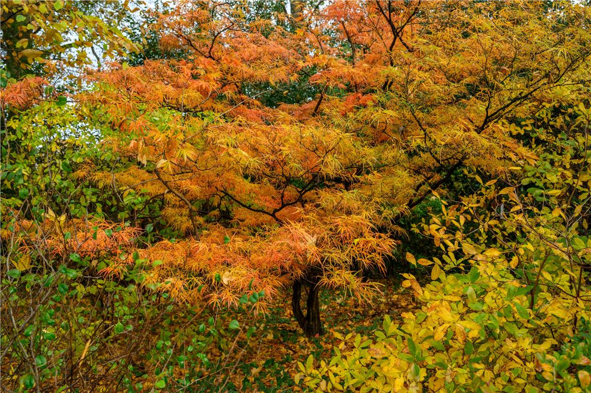 Acer palmatum Atrolineare Japon Akçaağaç fidanı