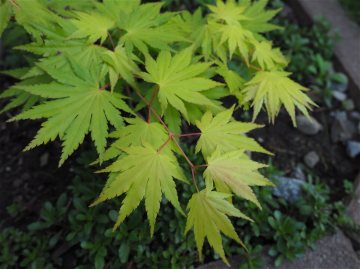 Acer palmatum Aureum Japon Akçaağaç fidanı