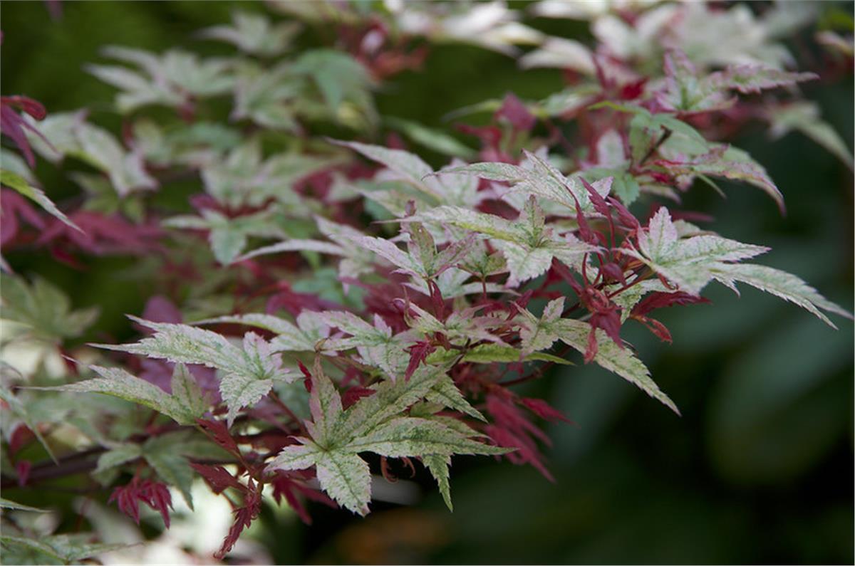 Acer palmatum Beni-maiko Akçaağaç fidanı