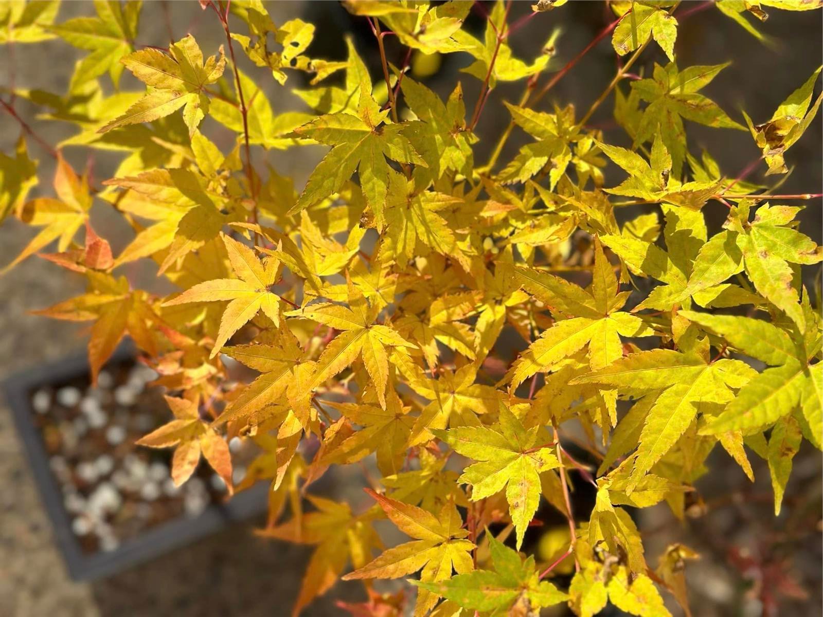 Acer palmatum Bihow Japon Akçaağaç fidanı