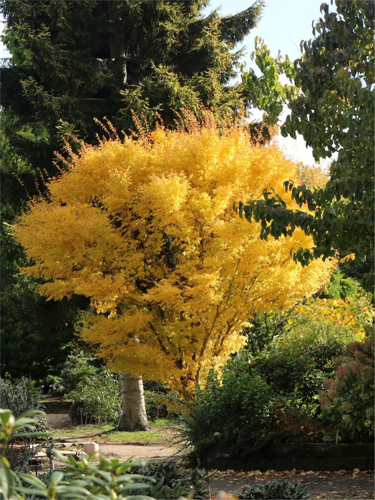 Acer palmatum Bihow Japon Akçaağaç fidanı