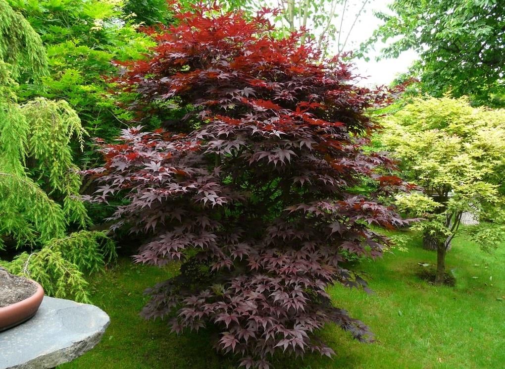 Acer palmatum Bloodgood Kırmızı Japon Akçaağaç fidanı