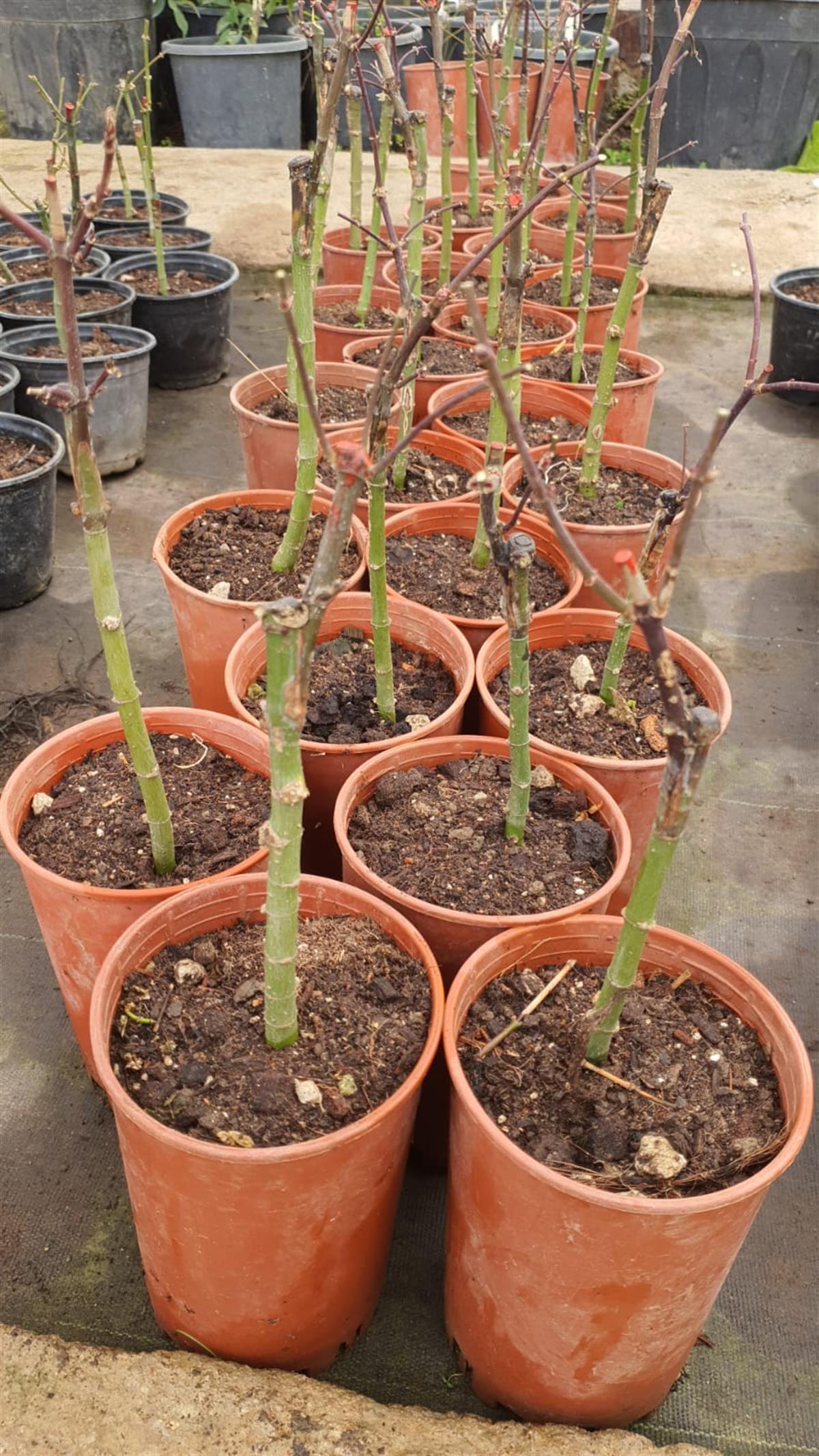 Acer palmatum Bloodgood Kırmızı Japon Akçaağaç fidanı