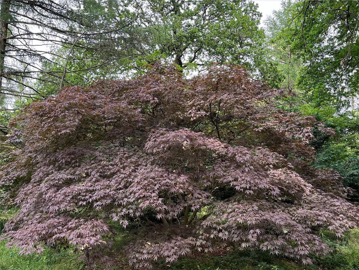 Acer palmatum Burgundy Lace Japon Akçaağaç fidanı