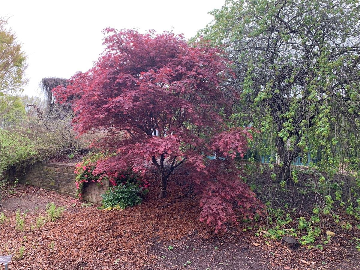 Acer palmatum Burgundy Lace Japon Akçaağaç fidanı