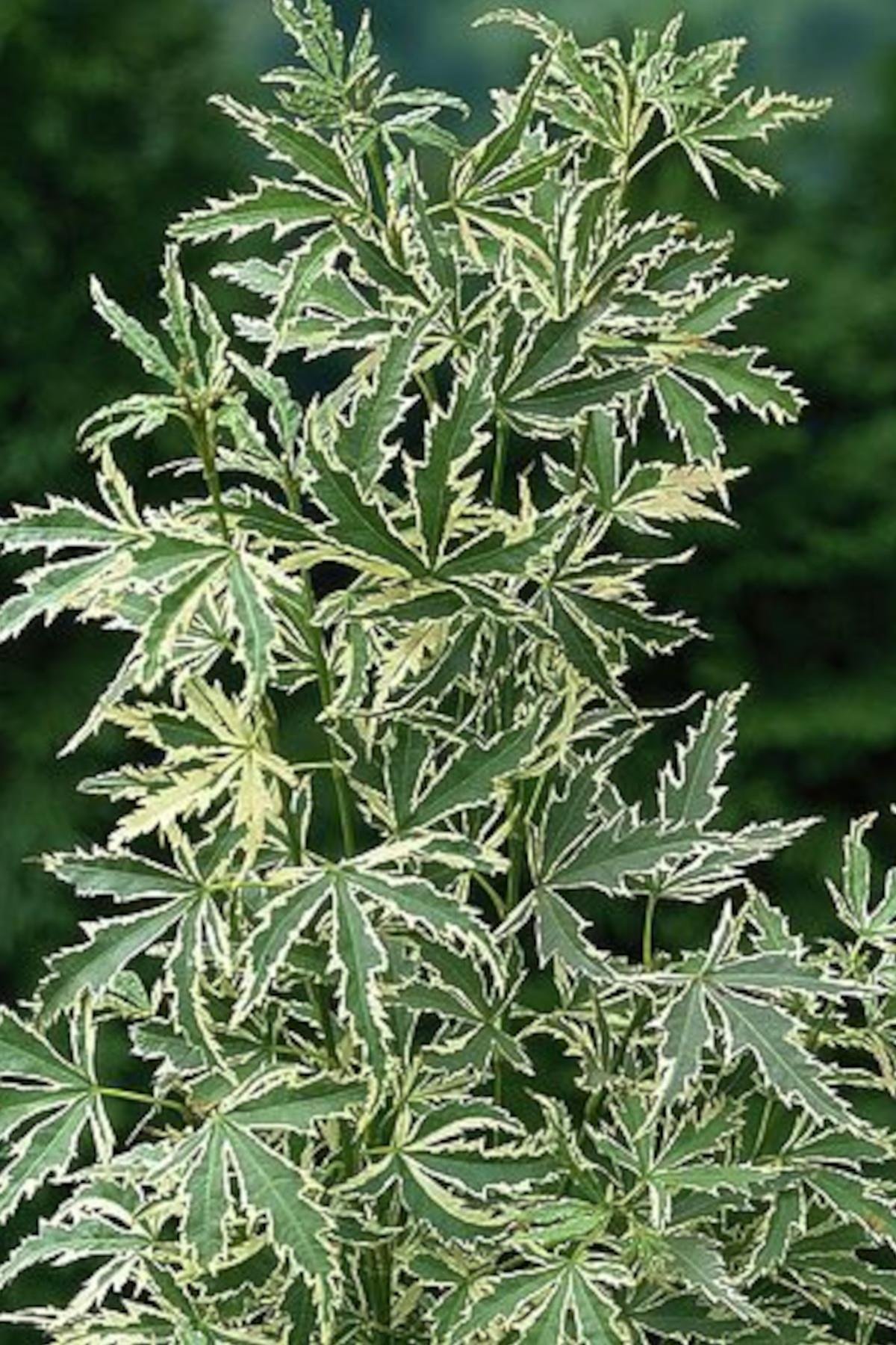 Acer palmatum Butterfly Beyaz alacalı Japon Akçaağaç fidanı