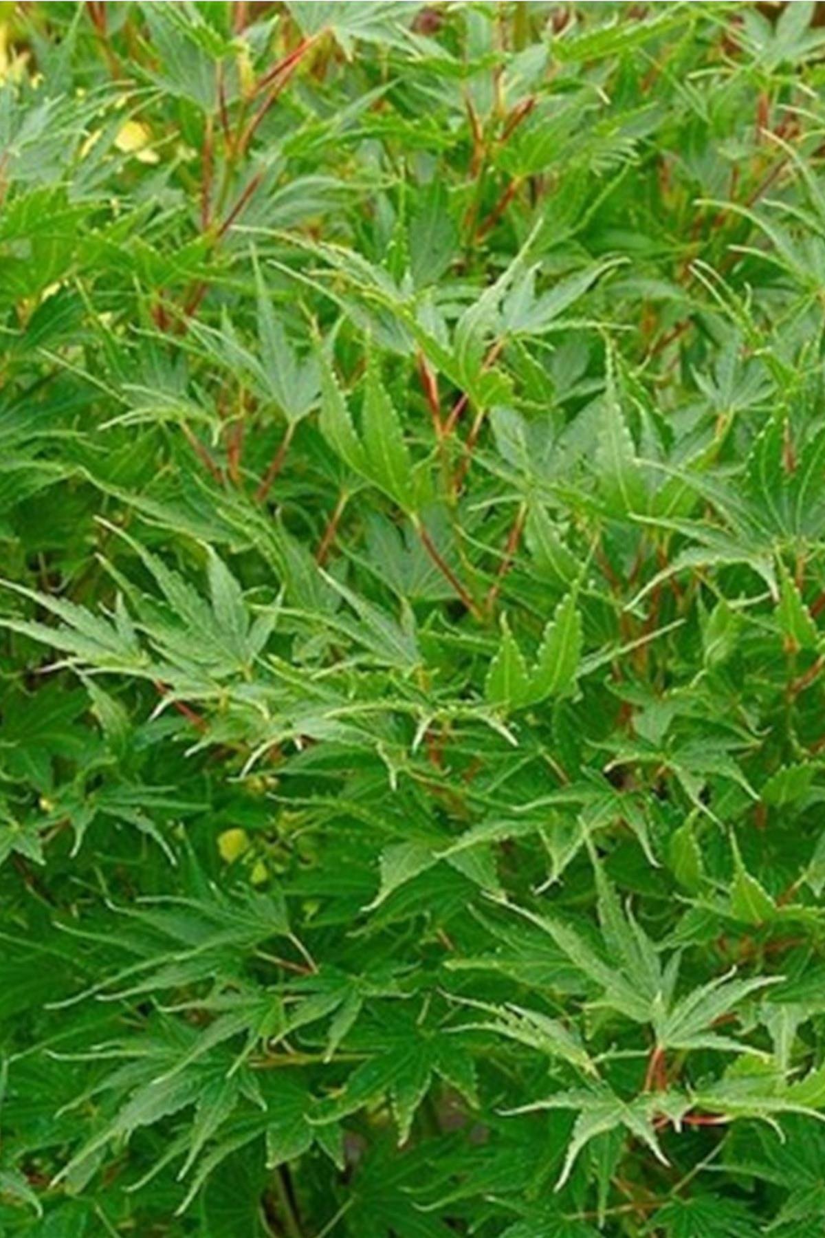 Acer palmatum Crippsii Bodur Japon Akçaağacı