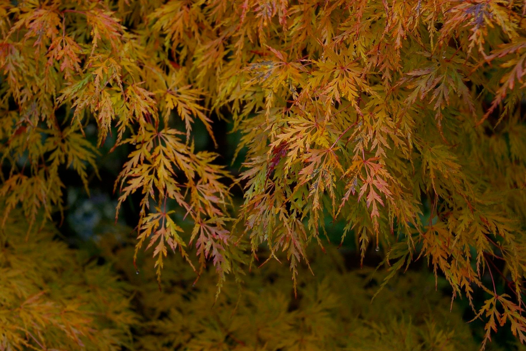 Acer palmatum Dissectum Sarkık Dallı Japon Akçaağaç fidanı