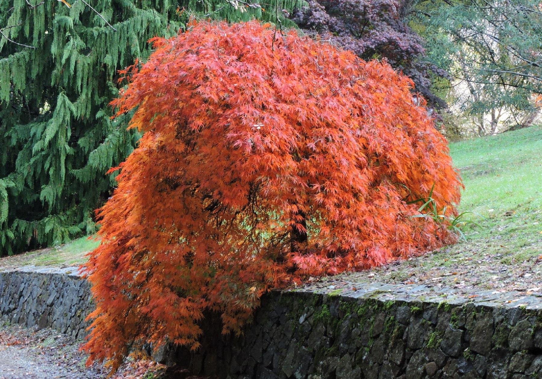Acer palmatum Dissectum Sarkık Dallı Japon Akçaağaç fidanı