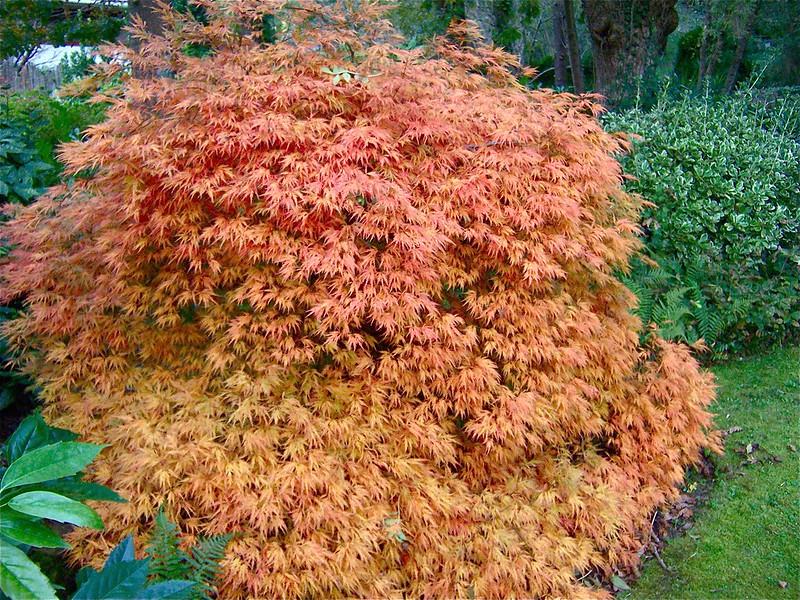 Acer palmatum Dissectum Sarkık Dallı Japon Akçaağaç fidanı