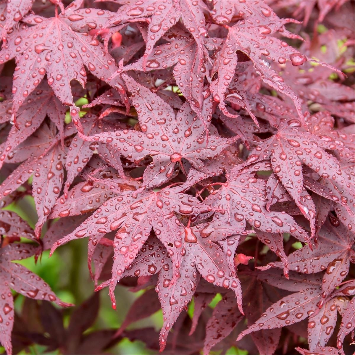 Acer palmatum Hime Shojo Japon Akçaağaç fidanı