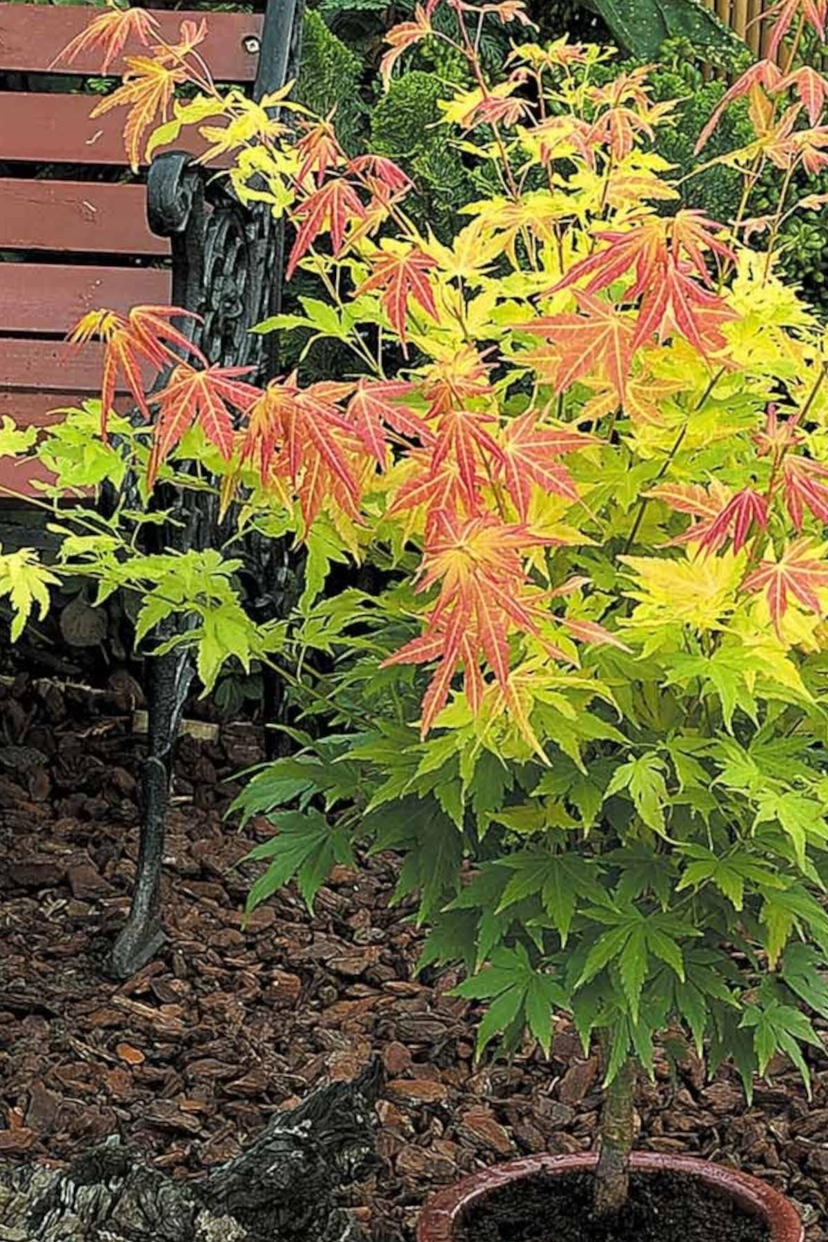 Acer palmatum Orange Dream Japon Akçaağaç fidanı