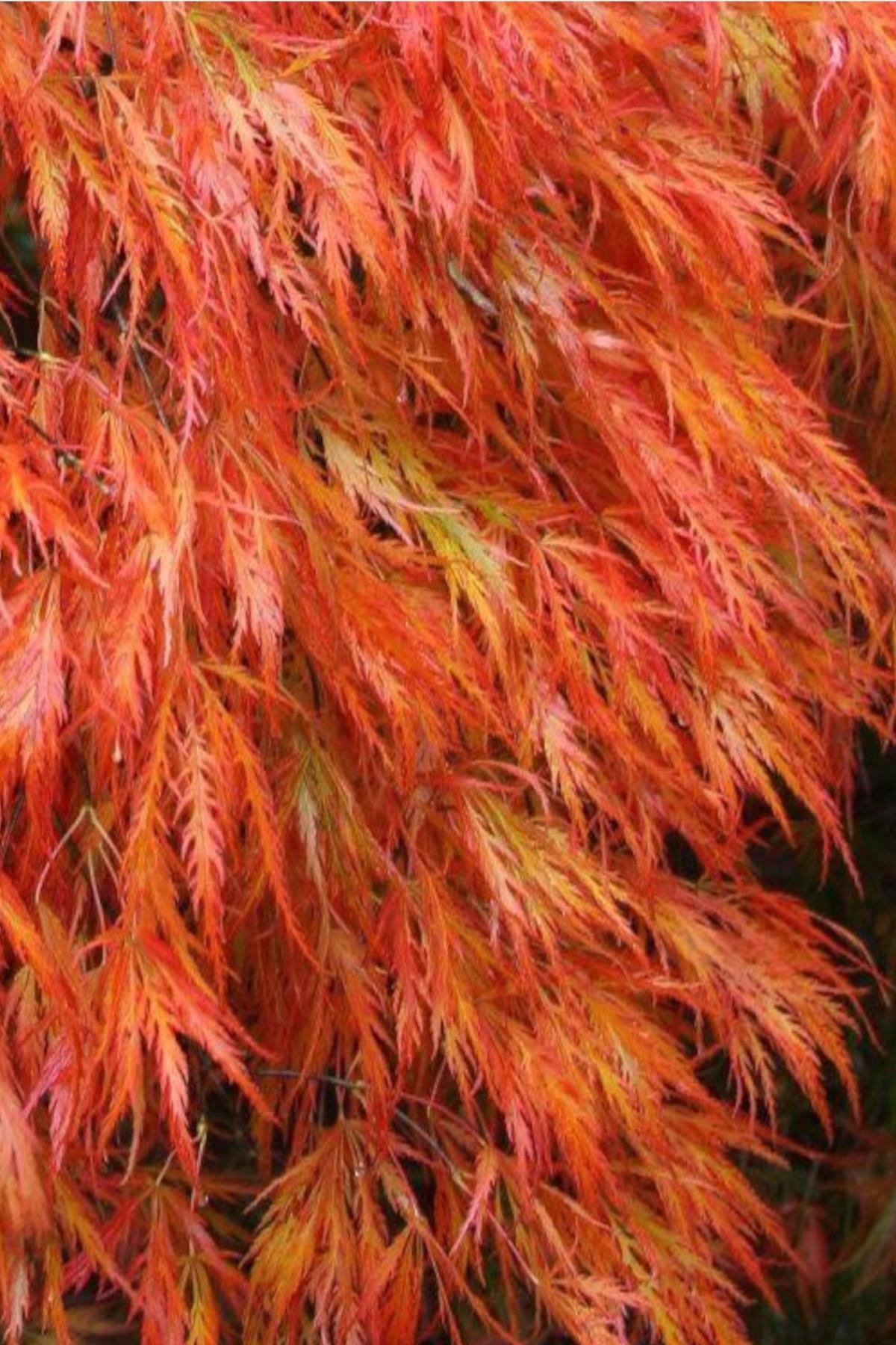 Acer palmatum Orangeola Japon Akçaağaç fidanı