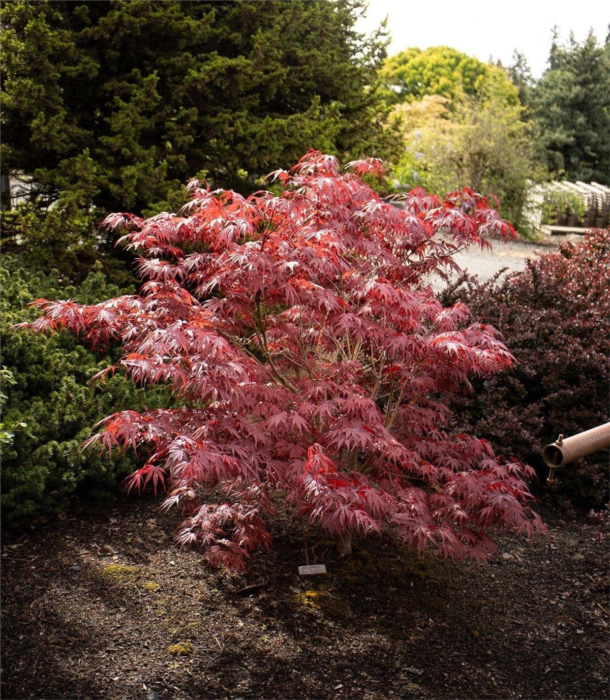 Acer palmatum Pevé Dave Japon Akçaağaç fidanı