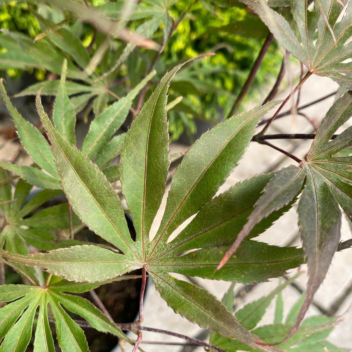 Acer palmatum Pevé Dave Japon Akçaağaç fidanı