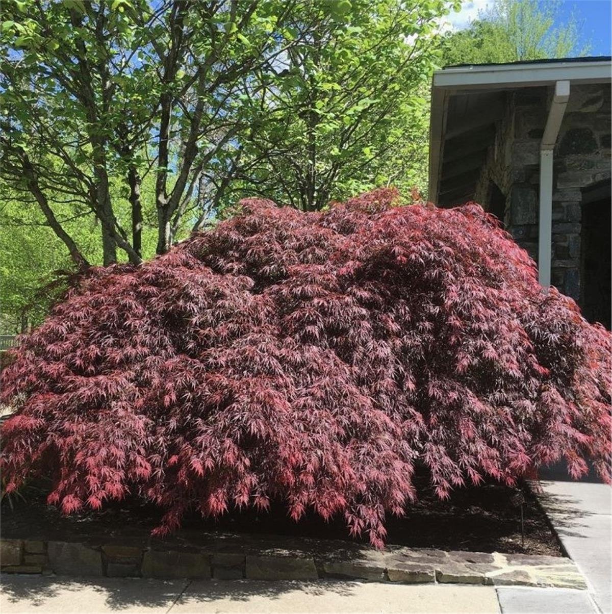 Acer palmatum Pevé Dave Japon Akçaağaç fidanı