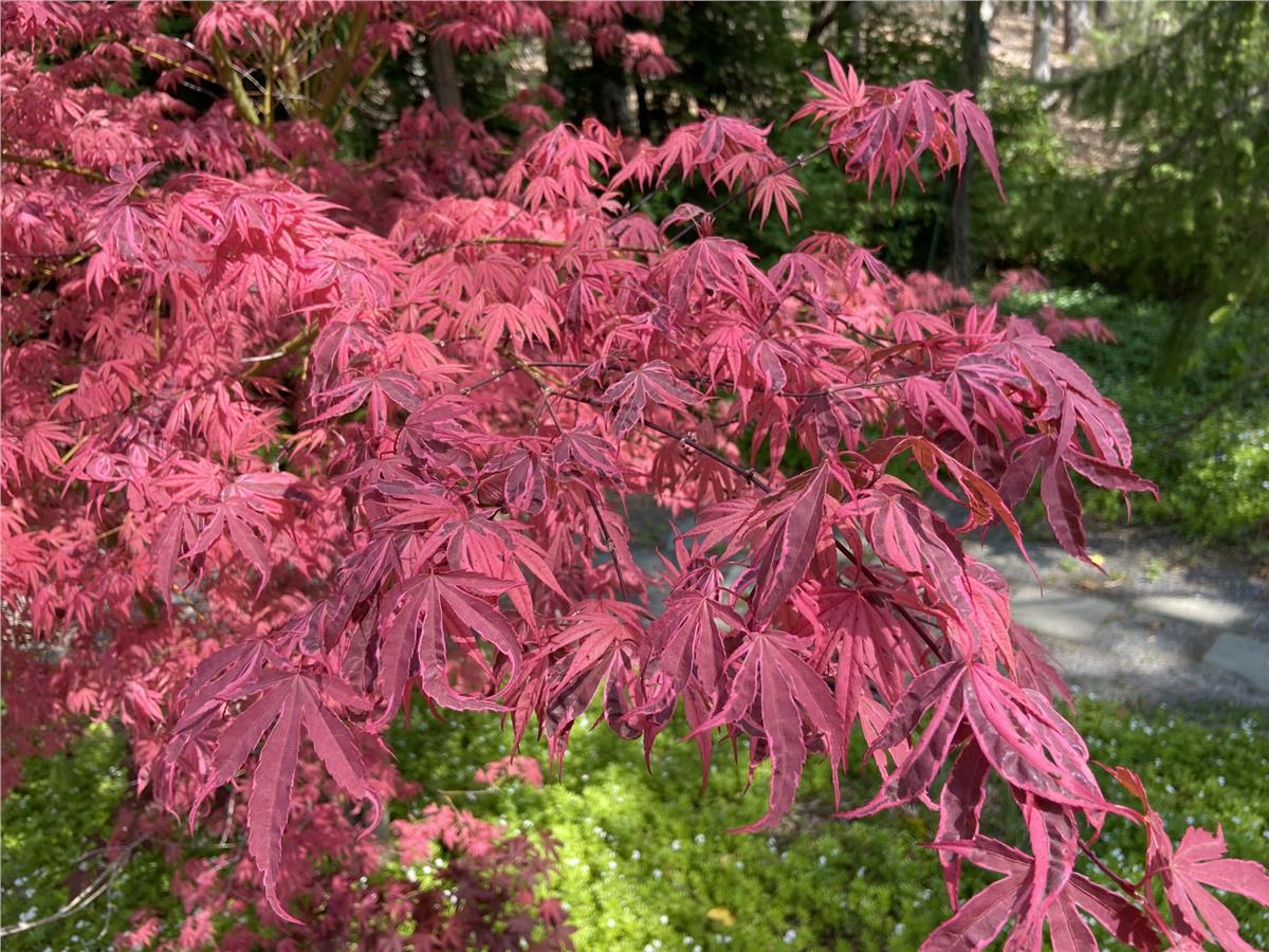 Acer palmatum Shirazz Japon Akçaağaç fidesi