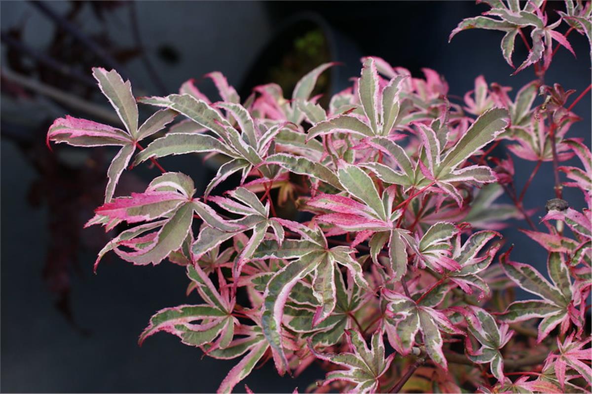 Acer palmatum Shirazz Japon Akçaağaç fidesi