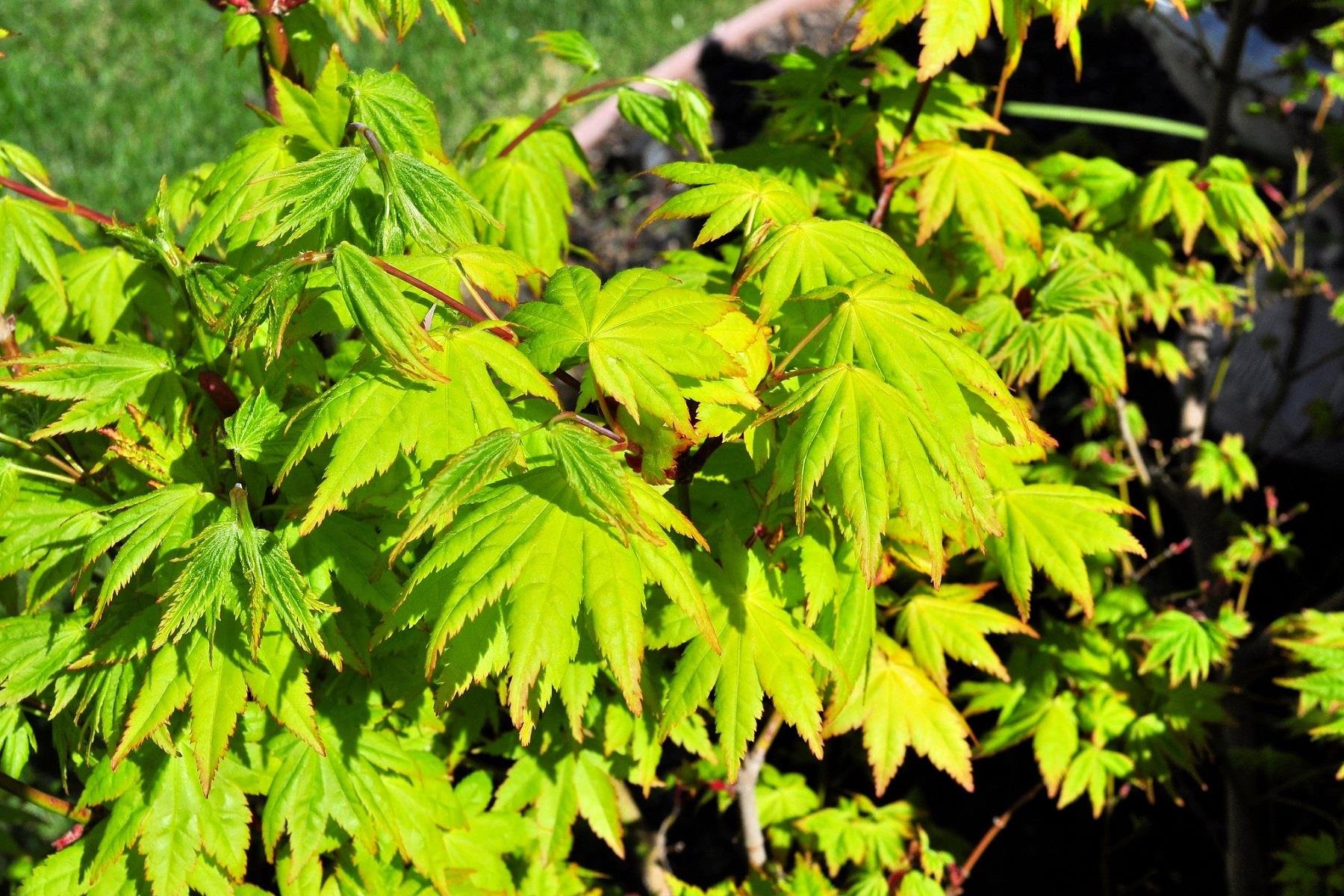 Acer palmatum Summergold Akçaağaç fidanı