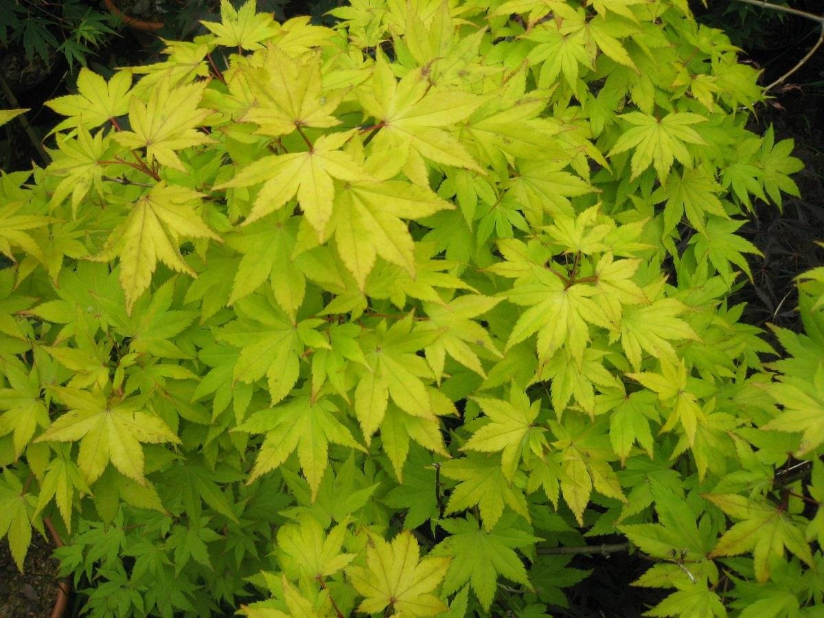 Acer palmatum Summergold Akçaağaç fidanı