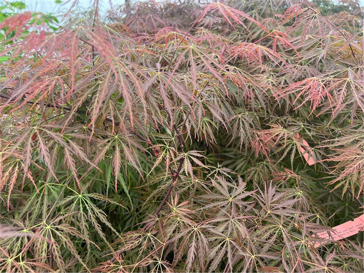 Acer palmatum Tamukeyama Japon Akçaağaç fidanı