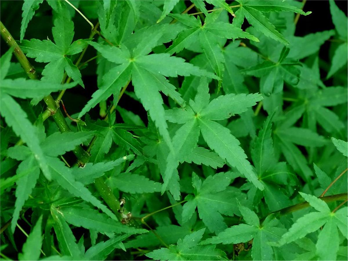 Acer palmatum Ueno Yama Japon Akçaağaç fidanı