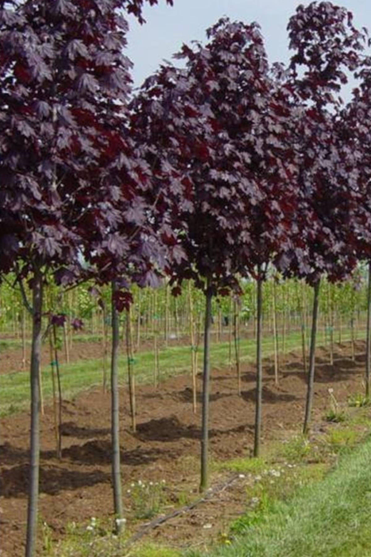 Acer platanoides Crim. King Kırmızı Çınar Akçaağaç fidanı