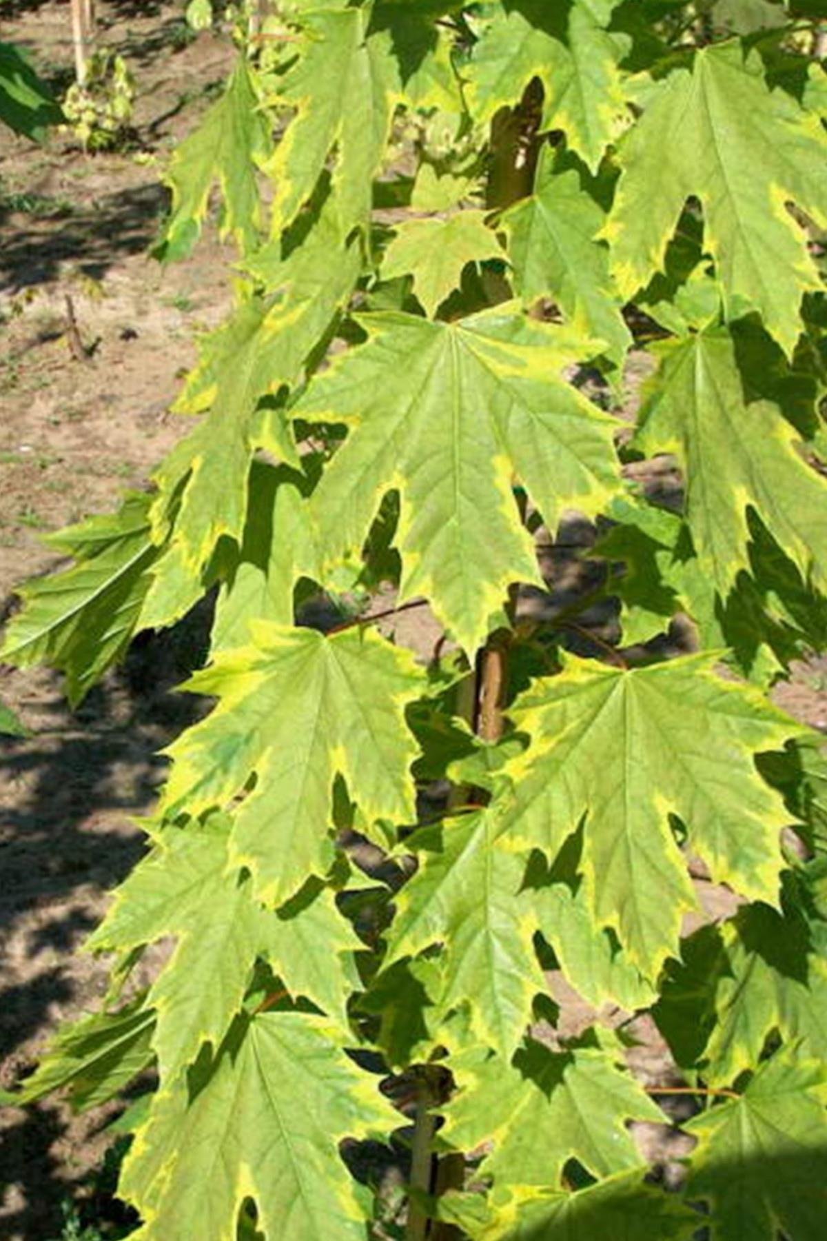 Acer platanoides Frisine akçaağaç fidanı