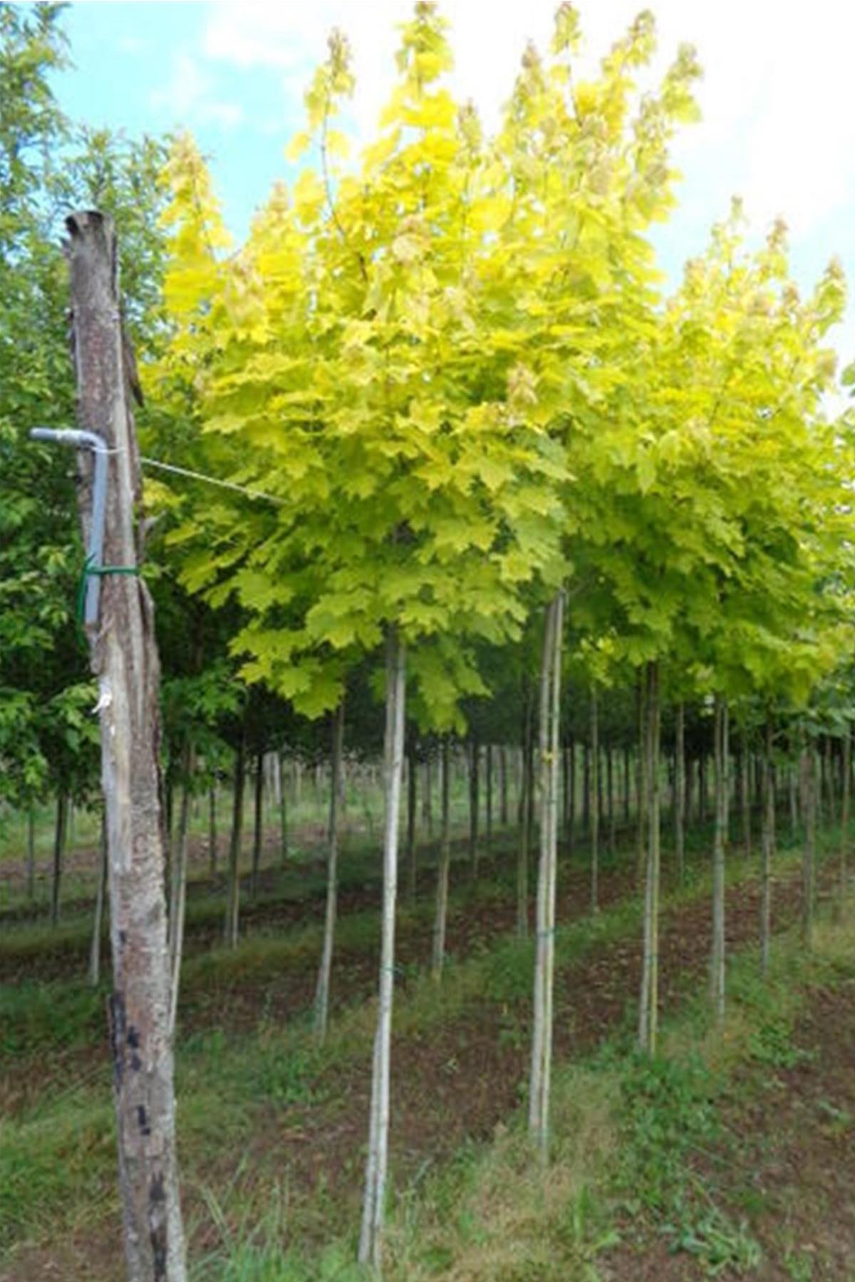 Acer platanoides Princeton gold Altuni Norveç akçaağaç fidanı