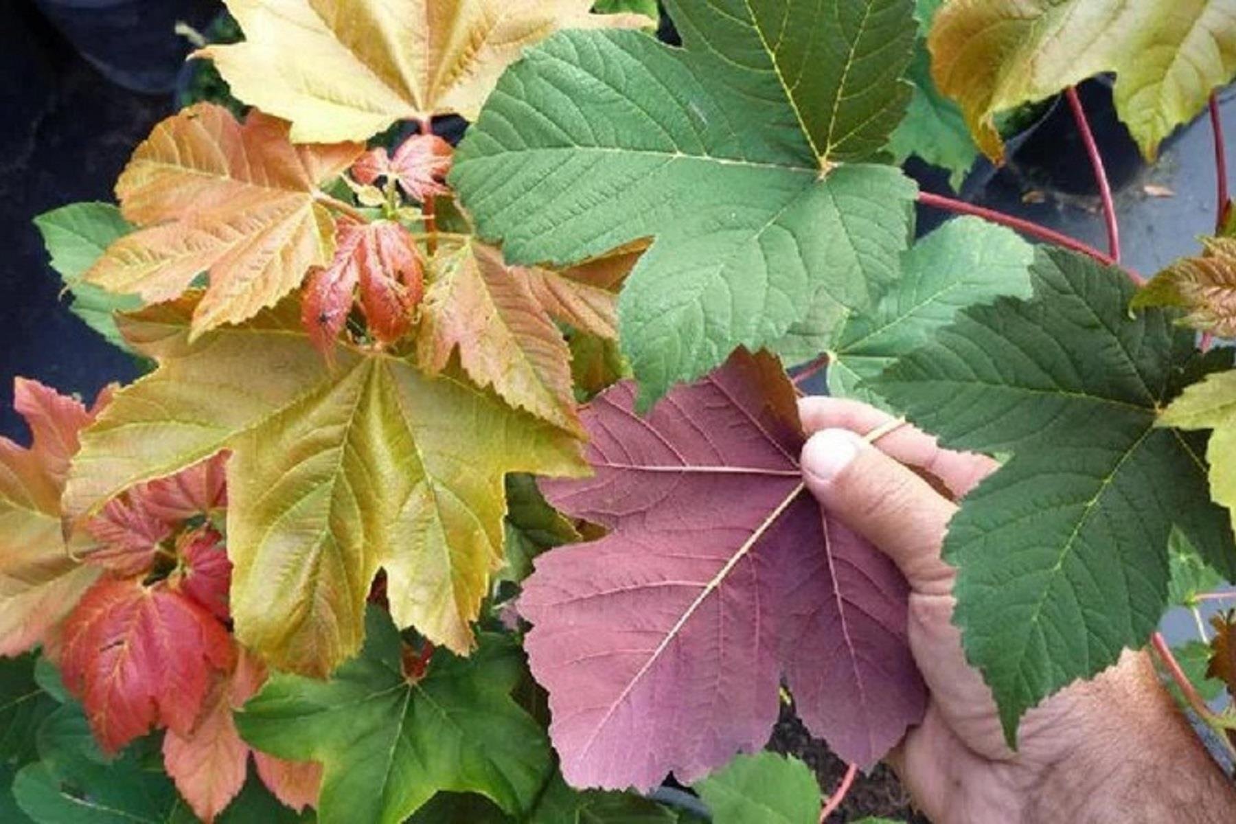 Acer pseudoplatanus Regal petticoat Dört renkli yalancı çınar yapraklı akçaağaç