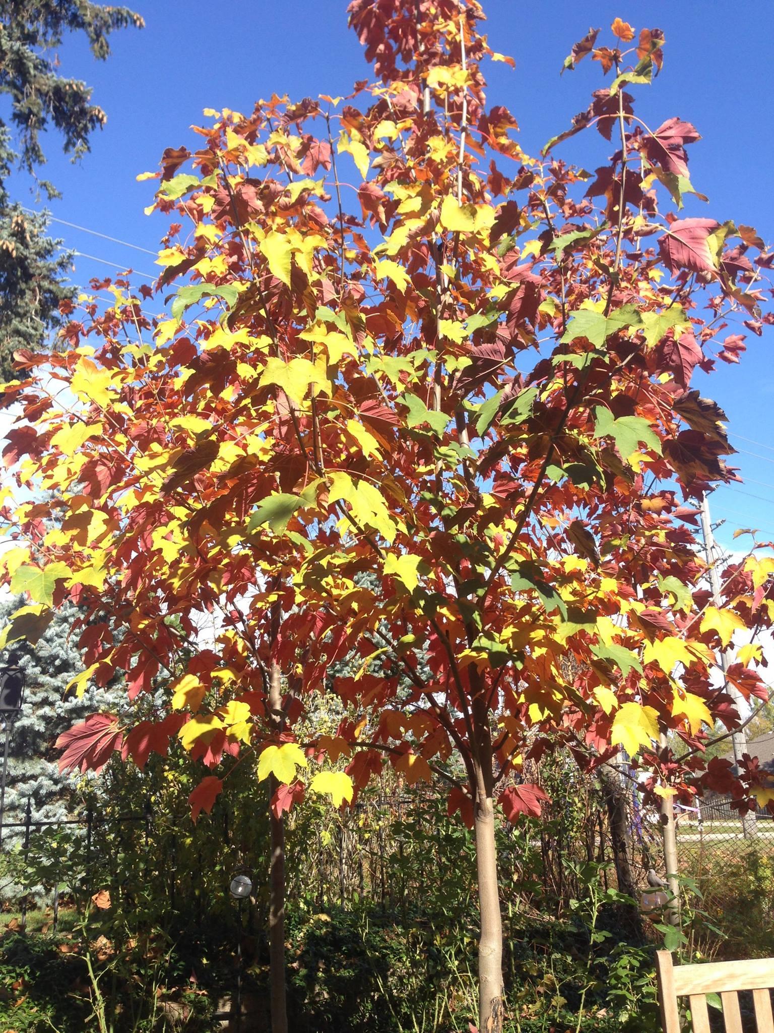 Acer pseudoplatanus Regal petticoat Dört renkli yalancı çınar yapraklı akçaağaç
